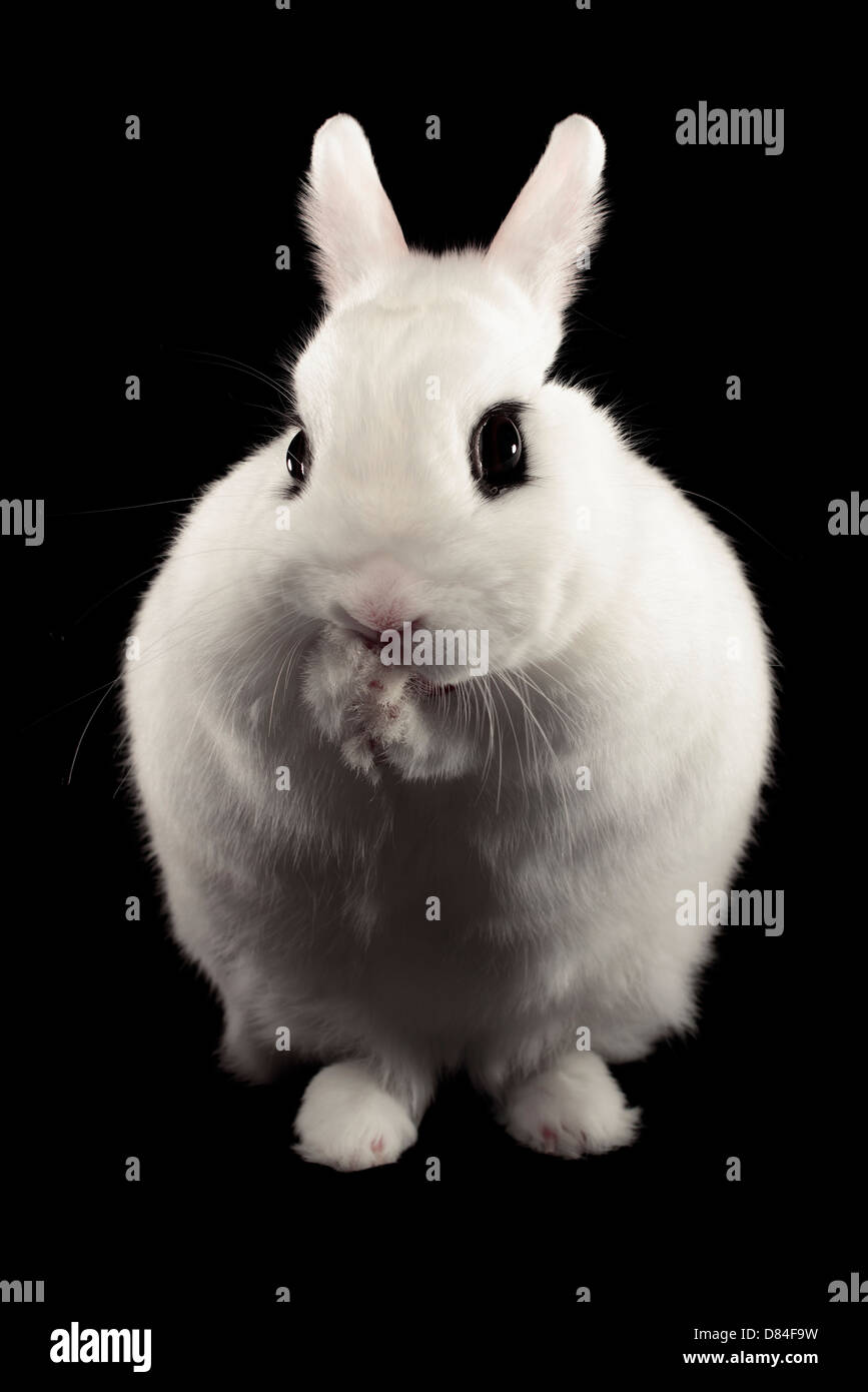Hotot Dwarf Rabbit isolati su sfondo nero. Foto Stock