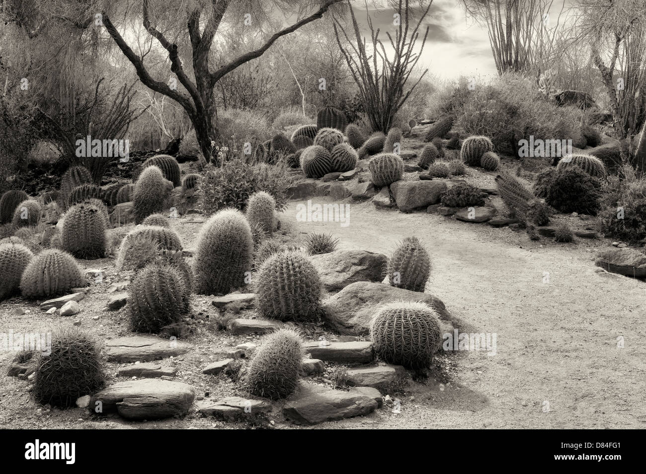 Il giardino dei cactus e il percorso. Il Living Desert. Palm Desert, California Foto Stock