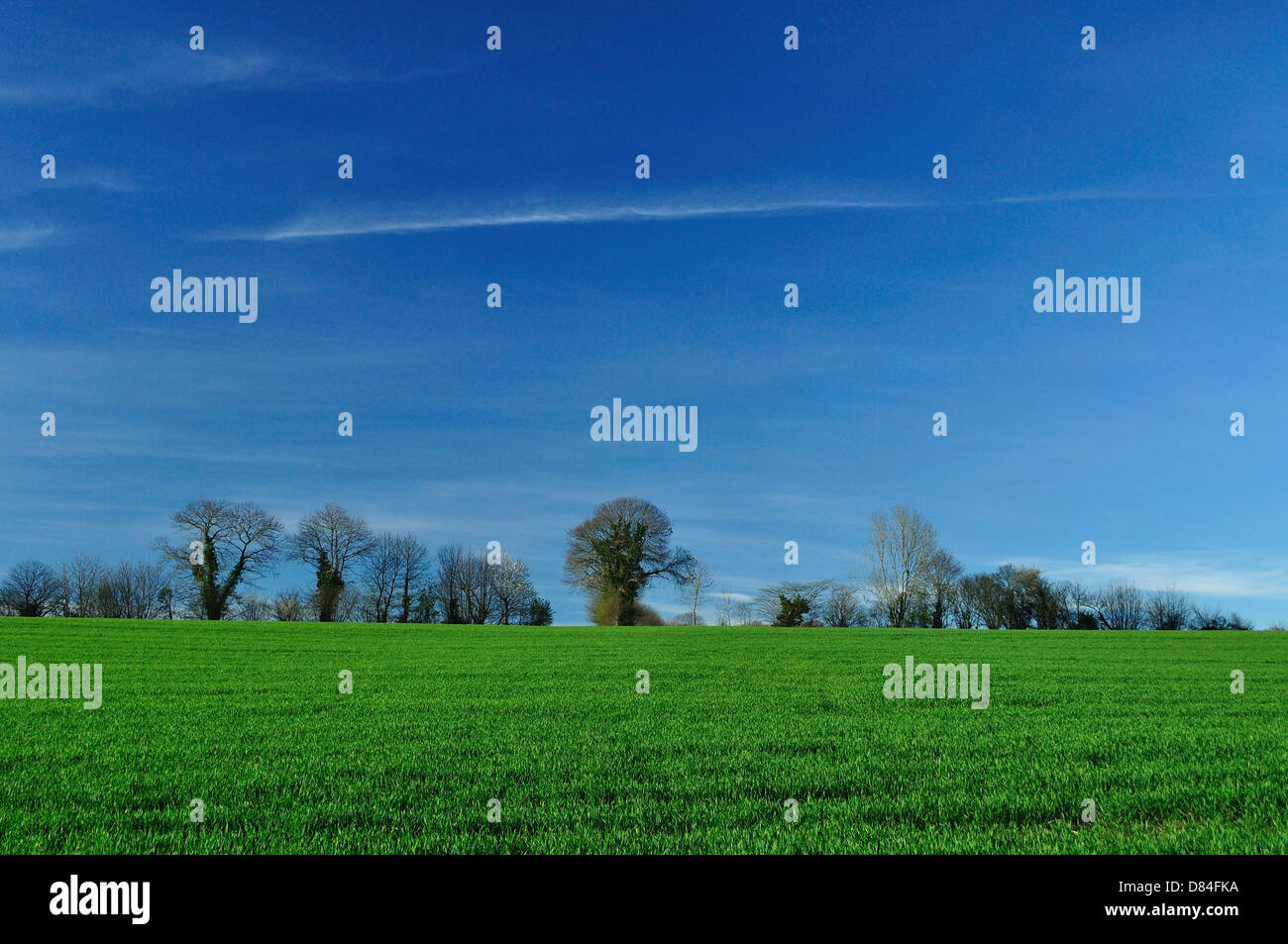 Campo di grano in primavera con alberi sfrondato lungo l'orizzonte con il cielo blu dietro Foto Stock