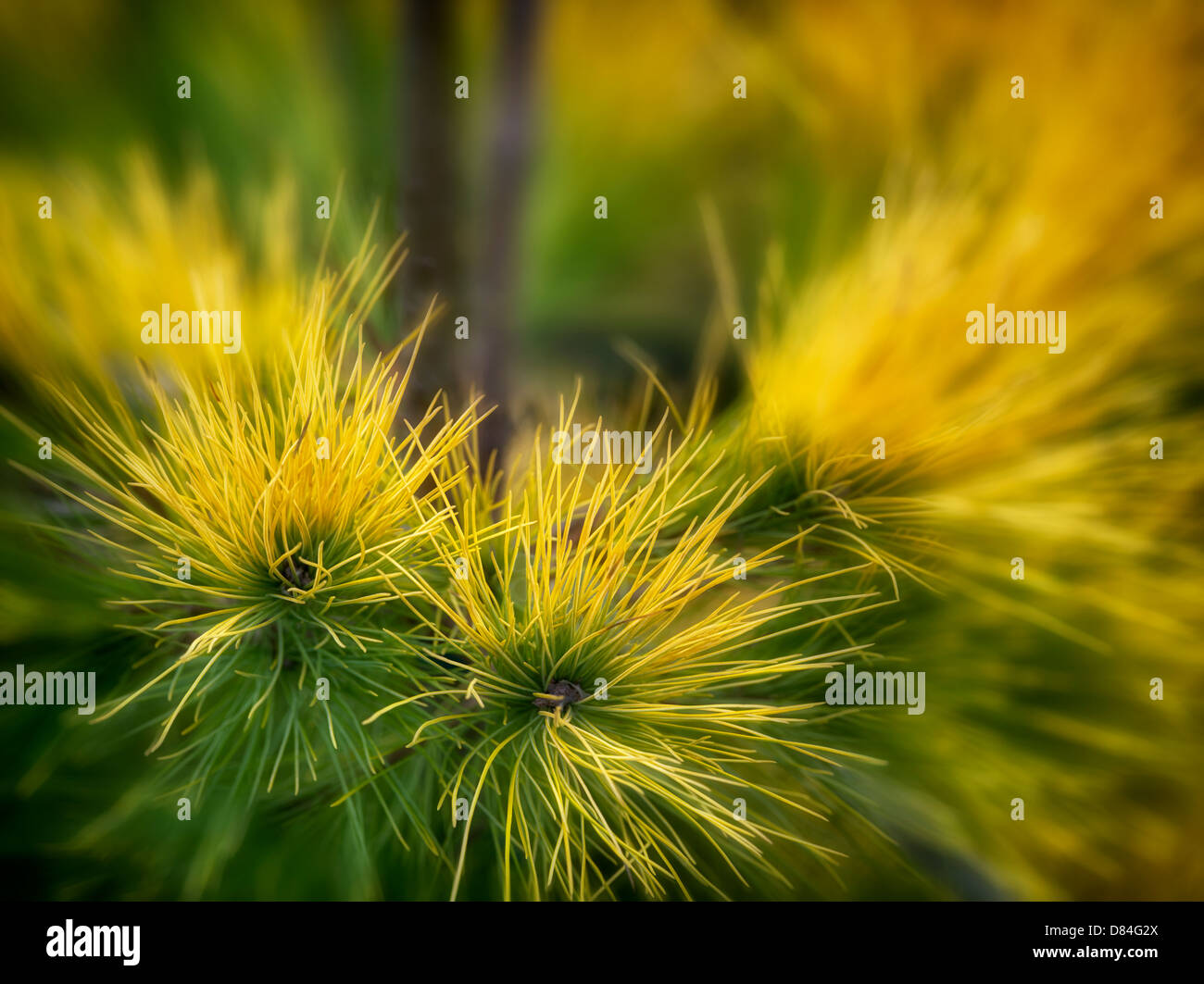 Close up di Pinus strobus 'Louie' aghi, Oregon Foto Stock