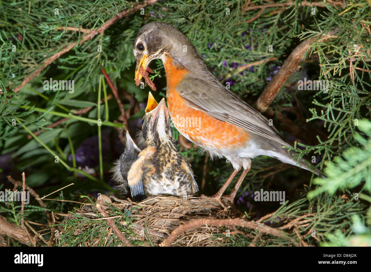Femmina di American robin (Turdus migratorius) alimentazione nidiacei nel nido (Georgia, USA). Foto Stock