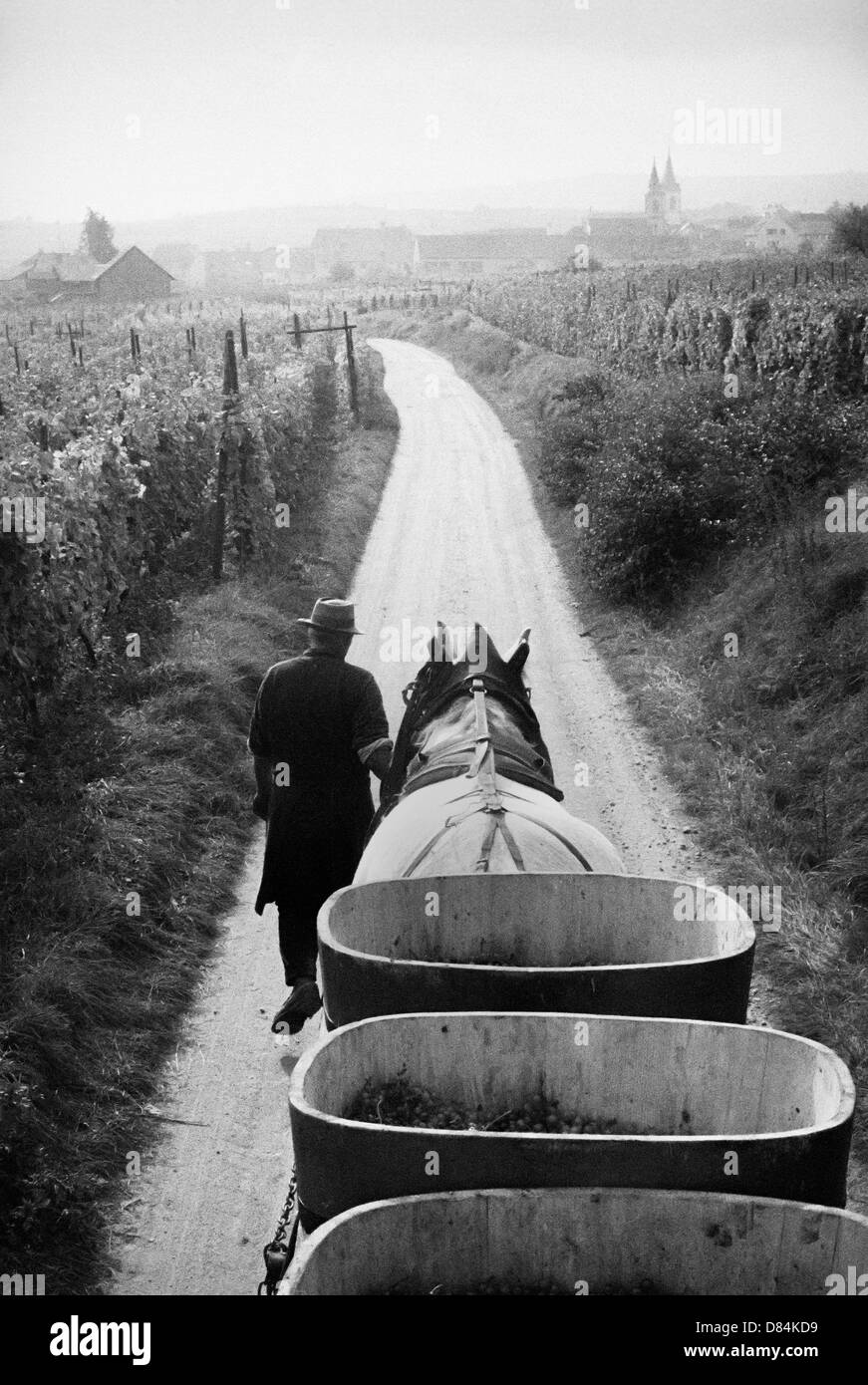 1963 a cavallo il rimorchio con il raccolto di uve Alsace Francia Europa Foto Stock