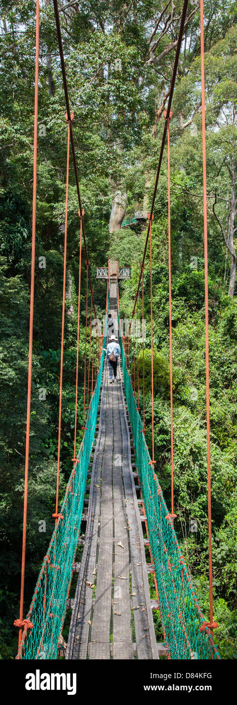 Il Pontile al Borneo Rainforest Lodge in Danum Valley Sabah Borneo consente ai visitatori toget fino alla tettoia Dipterocarp Foto Stock