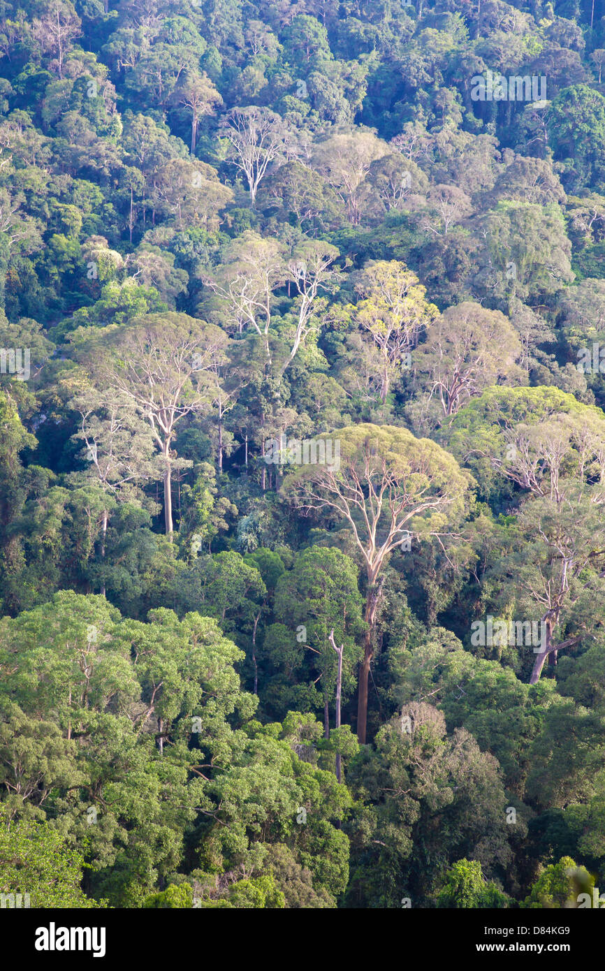 Primario della foresta pluviale vergine di dipterocarp specie arboree Nella Danum Valley Sabah Borneo Foto Stock