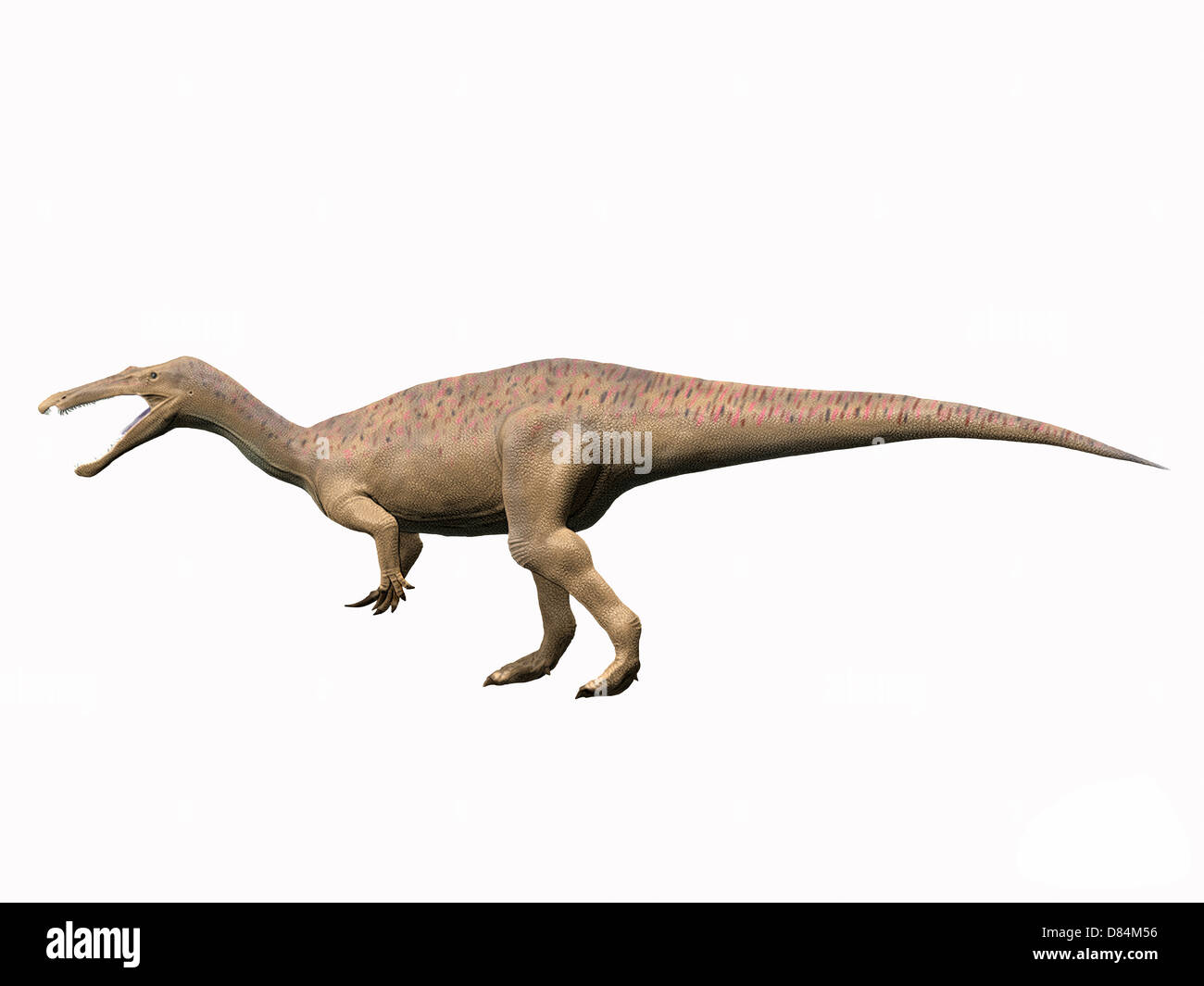 Suchomimus tenerensis, Primo Cretaceo del Niger. Foto Stock