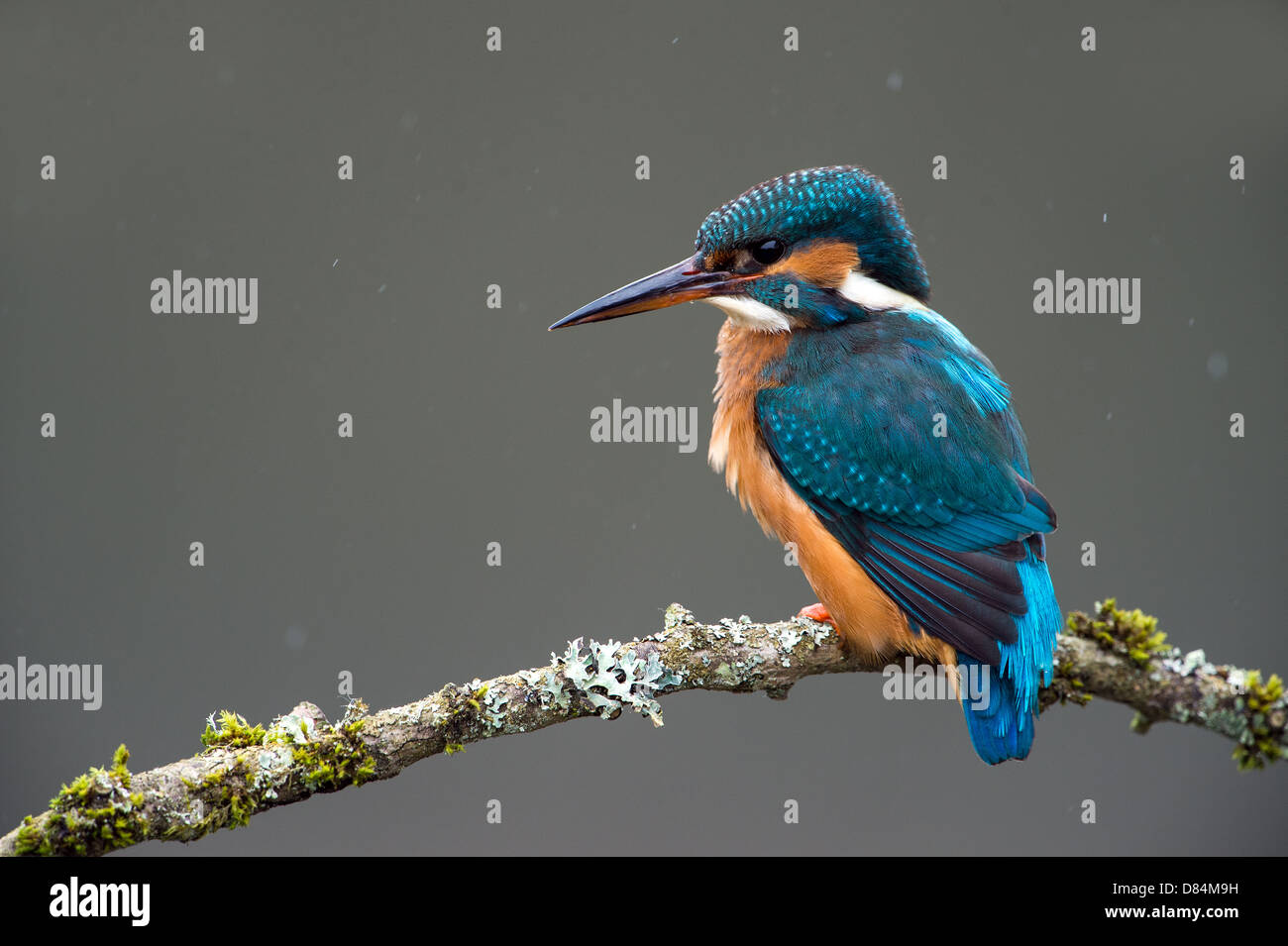 Kiingfisher arroccato su un lichene ramo coperti Foto Stock