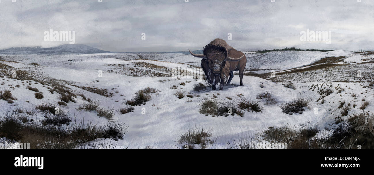 Un vecchio Bison latifrons cade dietro in un paesaggio invernale durante il North American Pleistocene epoch. Foto Stock
