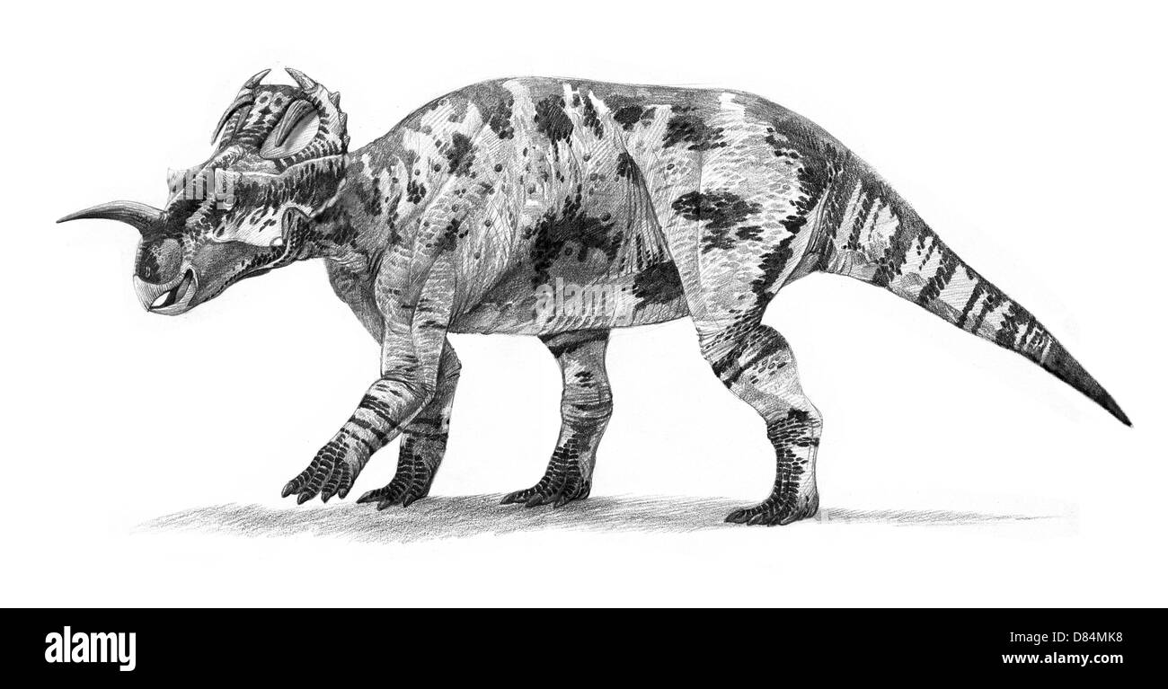Centrosaurus apertus dal campano (tardo Cretaceo) di Alberta, Canada. Foto Stock