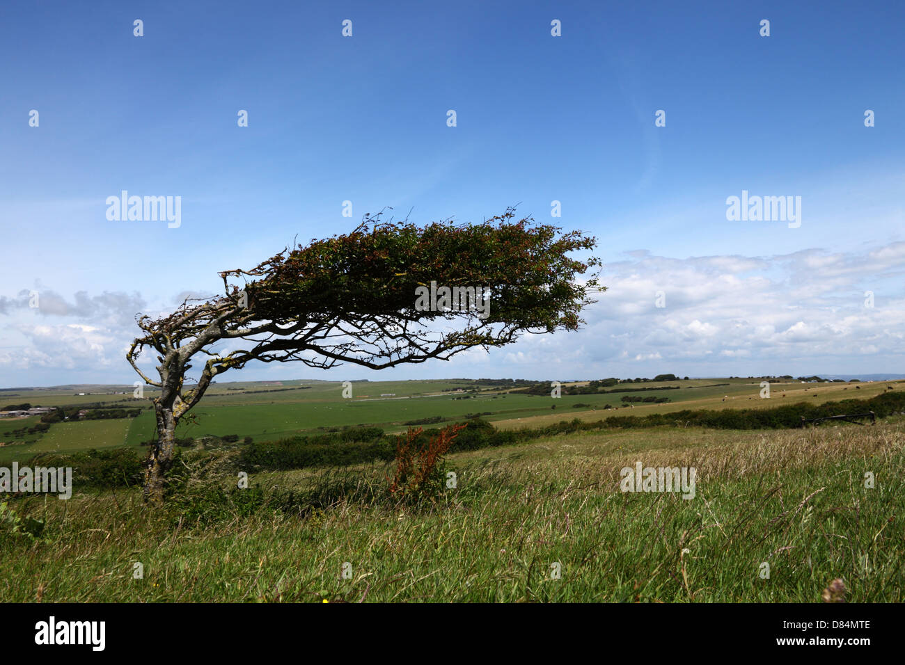 Prugnolo tree (Prunus spinosa) piegata da dominanti ovest si snoda, South Downs National Park , East Sussex , in Inghilterra, Regno Unito Foto Stock