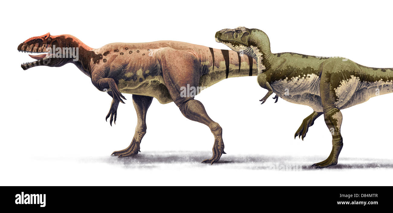 Le dimensioni del corpo confronto tra Giganotosaurus carolinii e Tyrannosaurus rex. Foto Stock