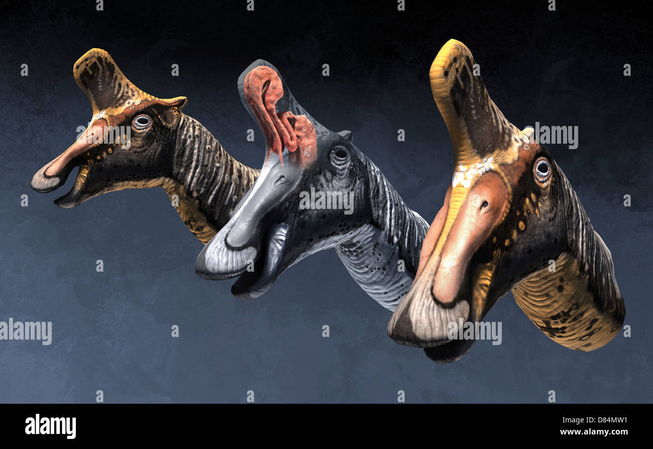 Pasages nasale di Lambeosaurus lambei, campano di età tardo Cretaceo. Foto Stock