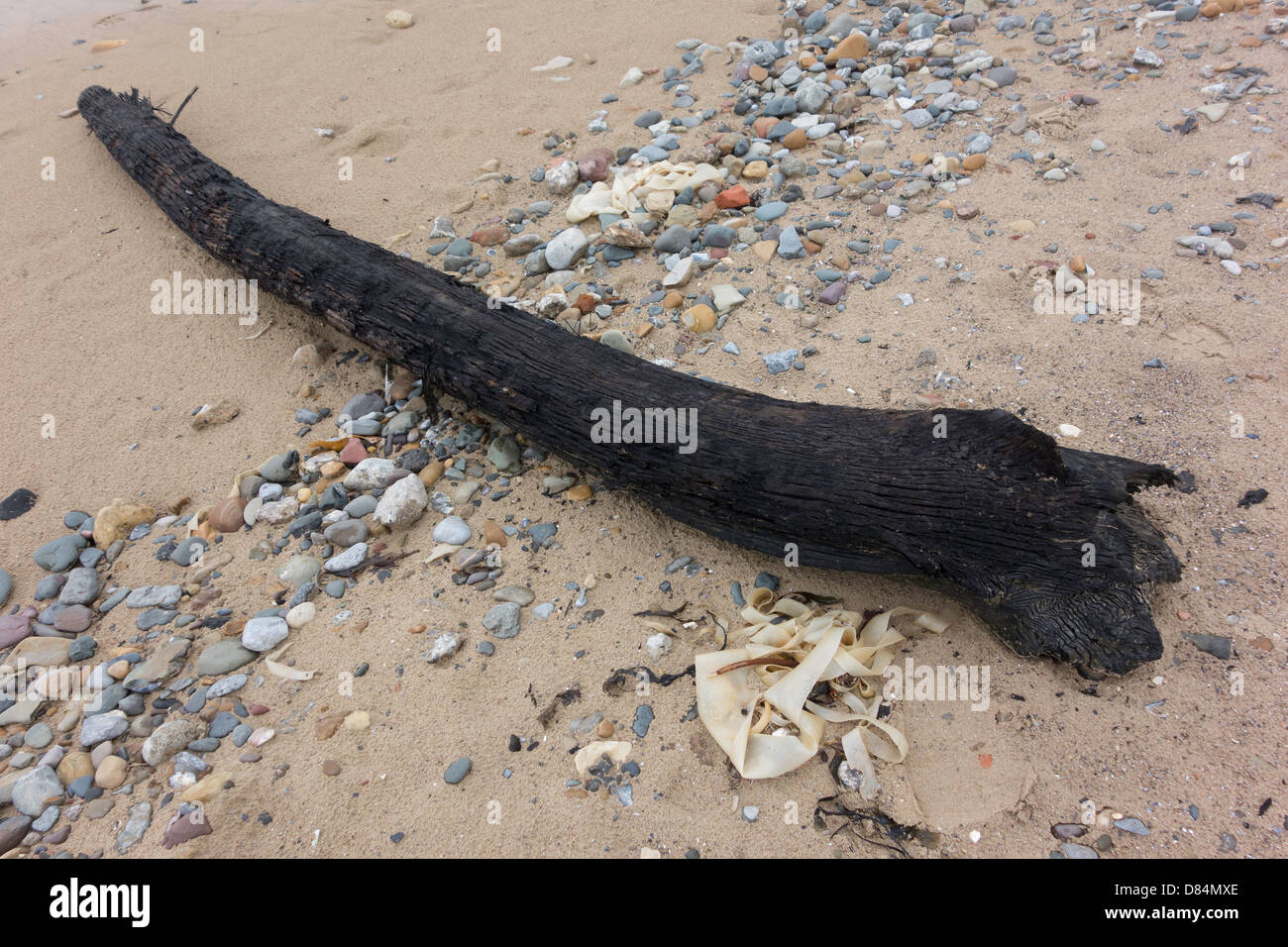 Legno fossile da una struttura risalente agli ultimi ice age esposta da decapare in spiaggia a Redcar North Yorkshire Foto Stock