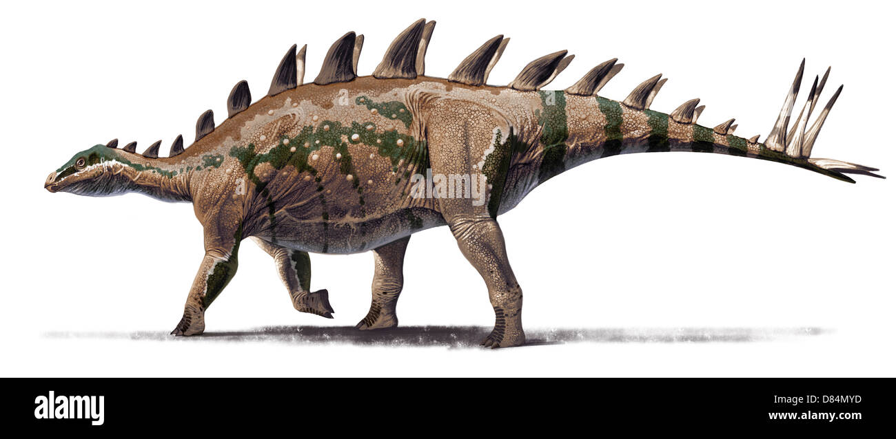 Il basale Tuojiangosaurus stegosaurid multispinus, da Shishugou, Cina. Oxfordian, Late Jurassic. Foto Stock