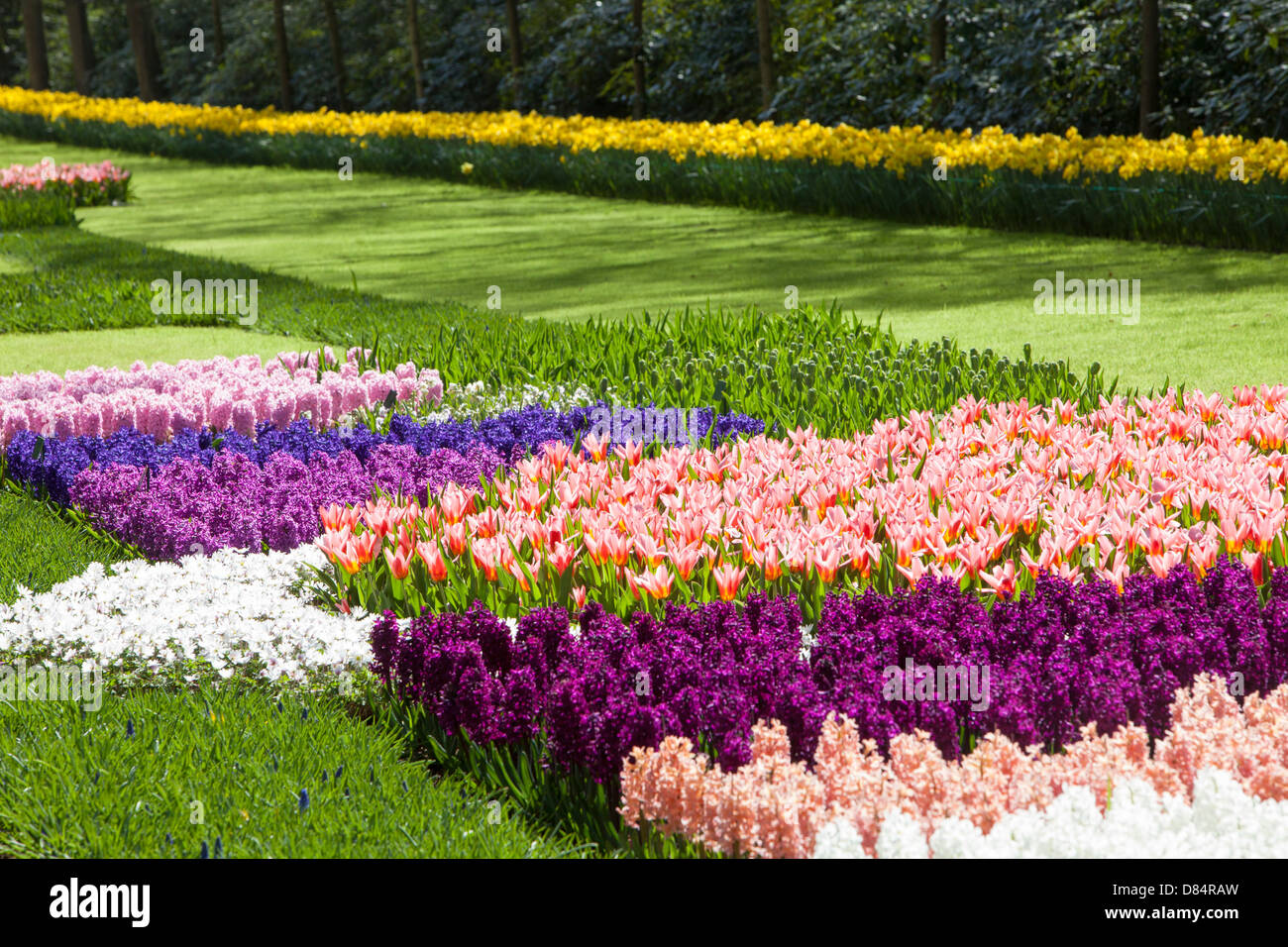 Tulipani e Giacinto a giardini Keukenhof, vicino a Lisse, Paesi Bassi, più famosi giardini di primavera nel mondo. Foto Stock