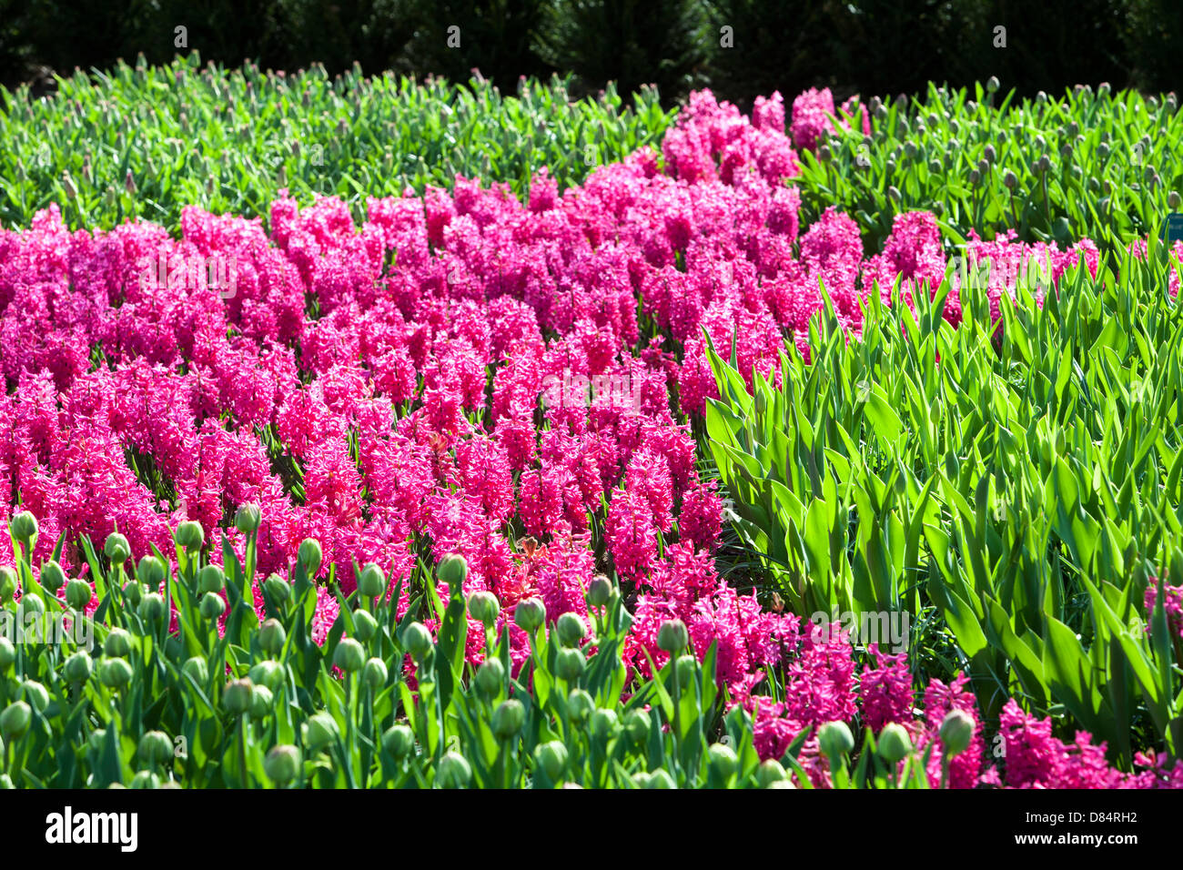 Un display di Giacinto a giardini Keukenhof, il più famoso giardino di primavera nel mondo Lisse, Paesi Bassi. Foto Stock