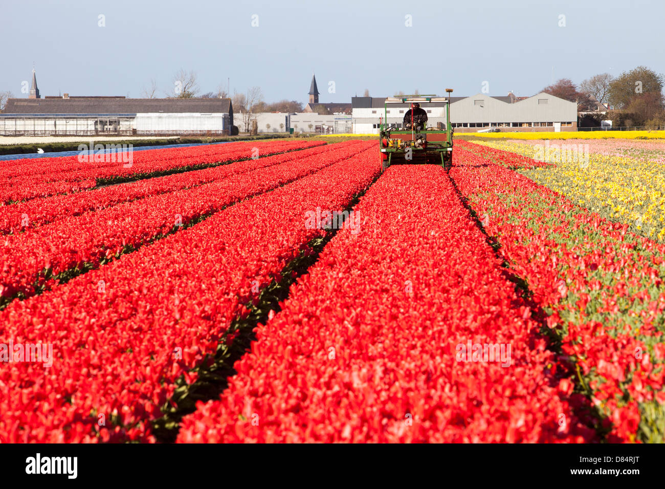 Un agricoltore tenendo le teste dei tulipani con uno specialista macchina in campi di tulipani vicino a giardini Keukenhof Lisse, Paesi Bassi. Foto Stock