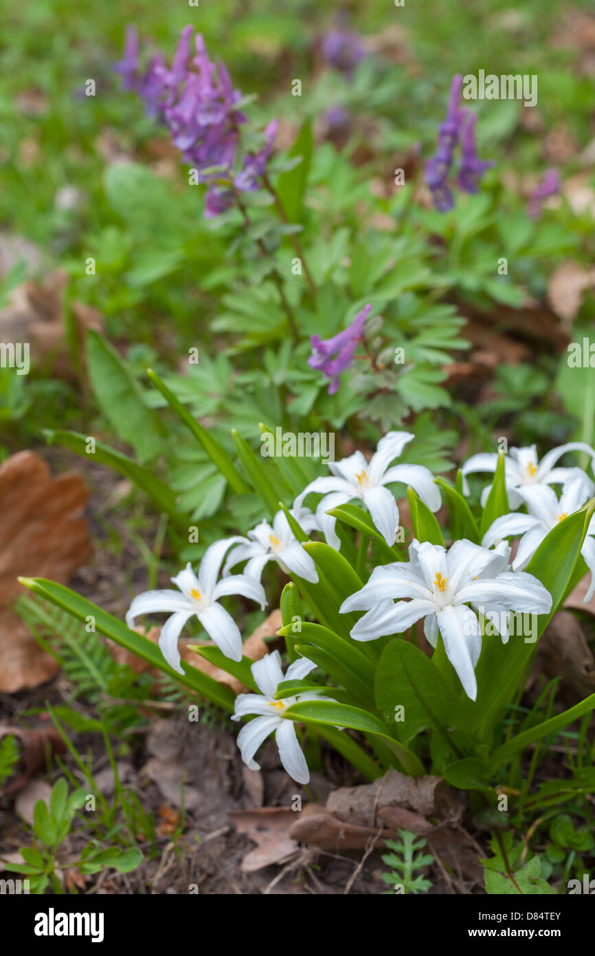 Fiori di primavera Foto Stock