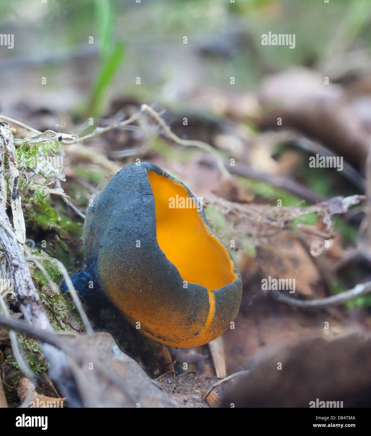 La molla a buccia d'arancia fungo Foto Stock