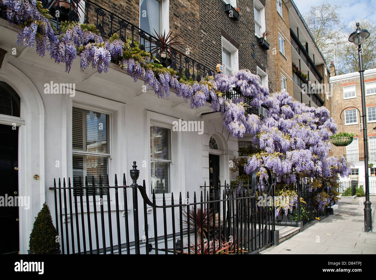 Il Glicine, glicina, Marylebone, London, England, Regno Unito, Europa Foto Stock