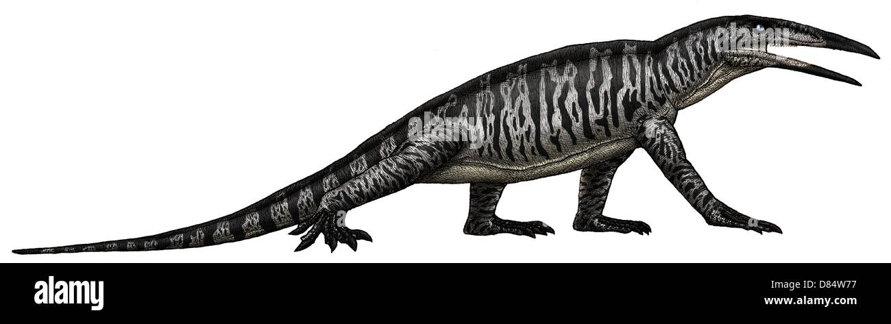 Teraterpeton, un enigmatico archosauromorph dalla fine del Triassico. Foto Stock
