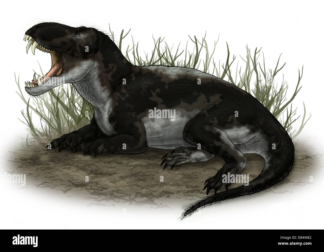 Pampaphoneus, un genere di dinocephalian dal Permiano medio del Brasile. Foto Stock