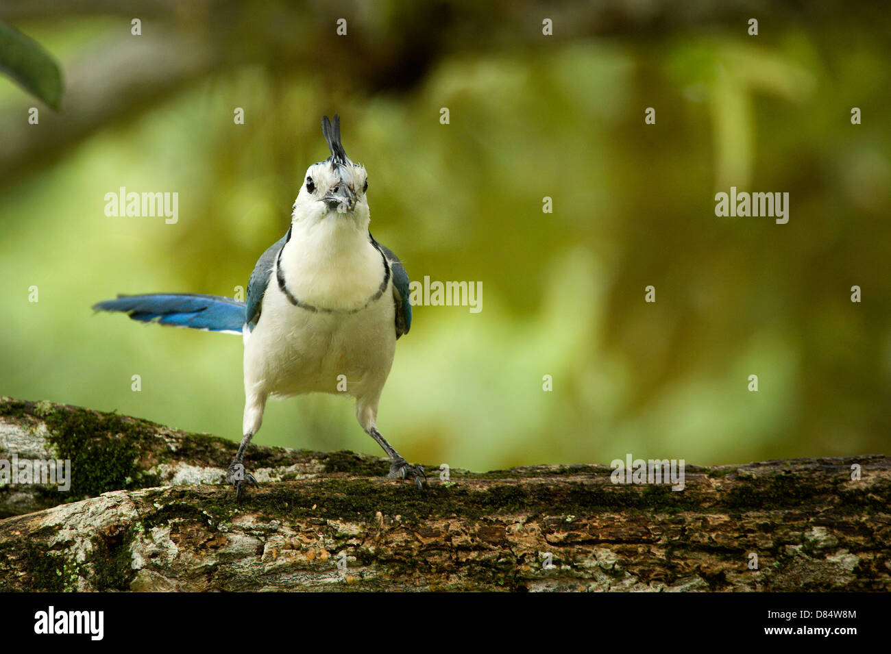 Bianco-throated magpie-jay uccello appollaiato su un ramo in Costa Rica, America Centrale Foto Stock