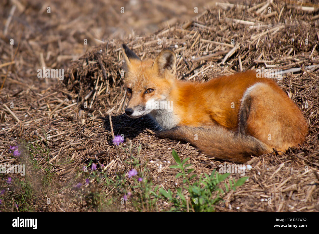 Red Fox in appoggio - Vulpes vulpes Foto Stock