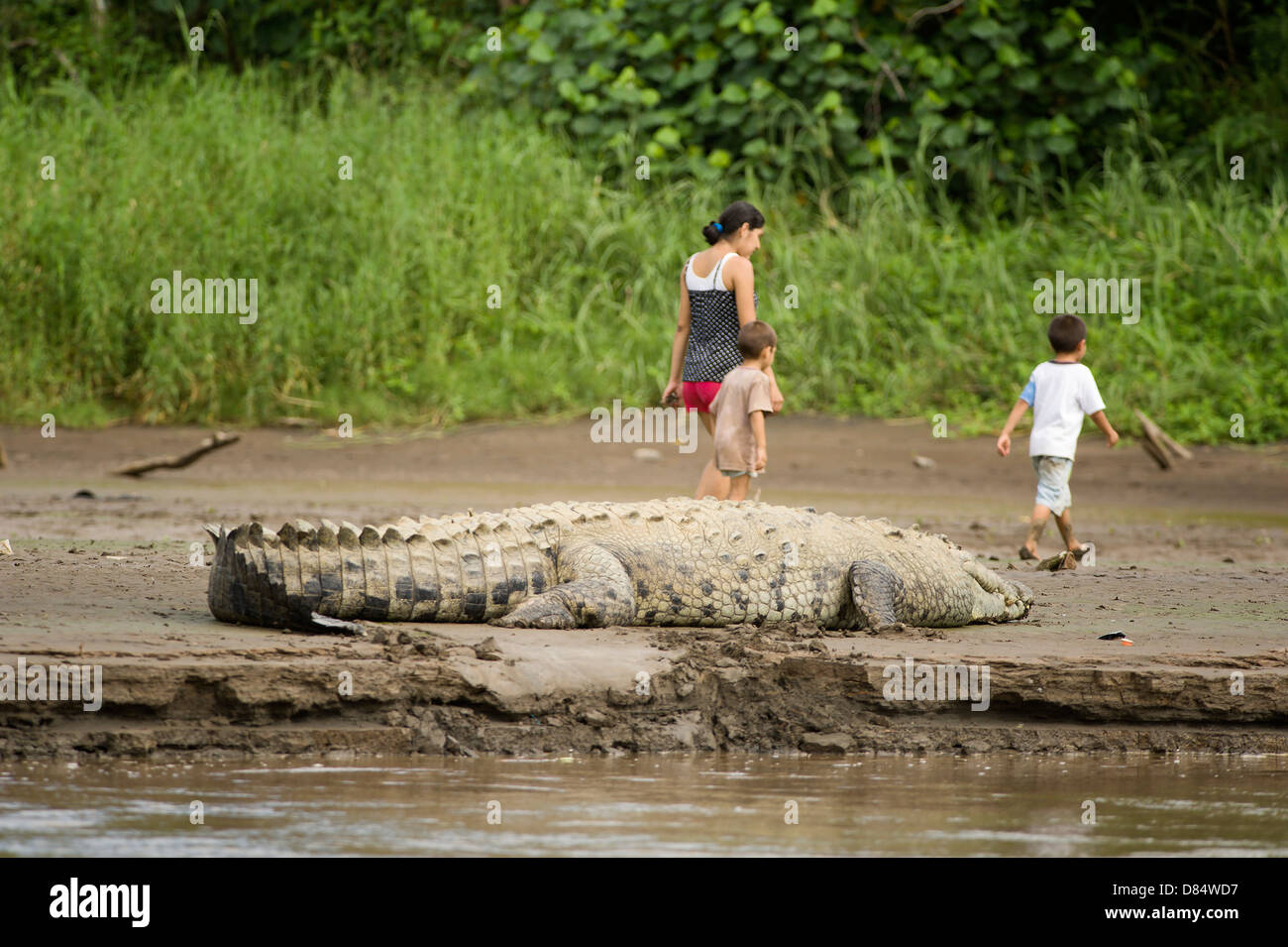 Coccodrillo americano sul bordo del fiume in una mangrovia in Costa Rica, America Centrale Foto Stock