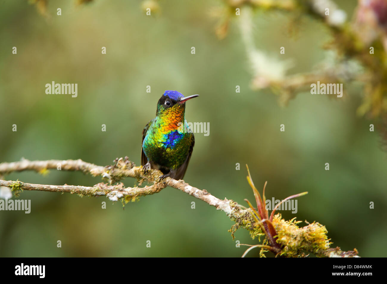 Fiery-throated hummingbird appollaiato su un ramo in Costa Rica, America Centrale Foto Stock