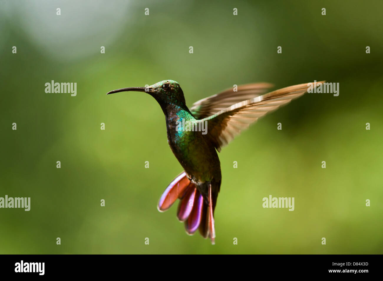 Verde-breasted mango hummingbird battenti in Costa Rica, America Centrale Foto Stock