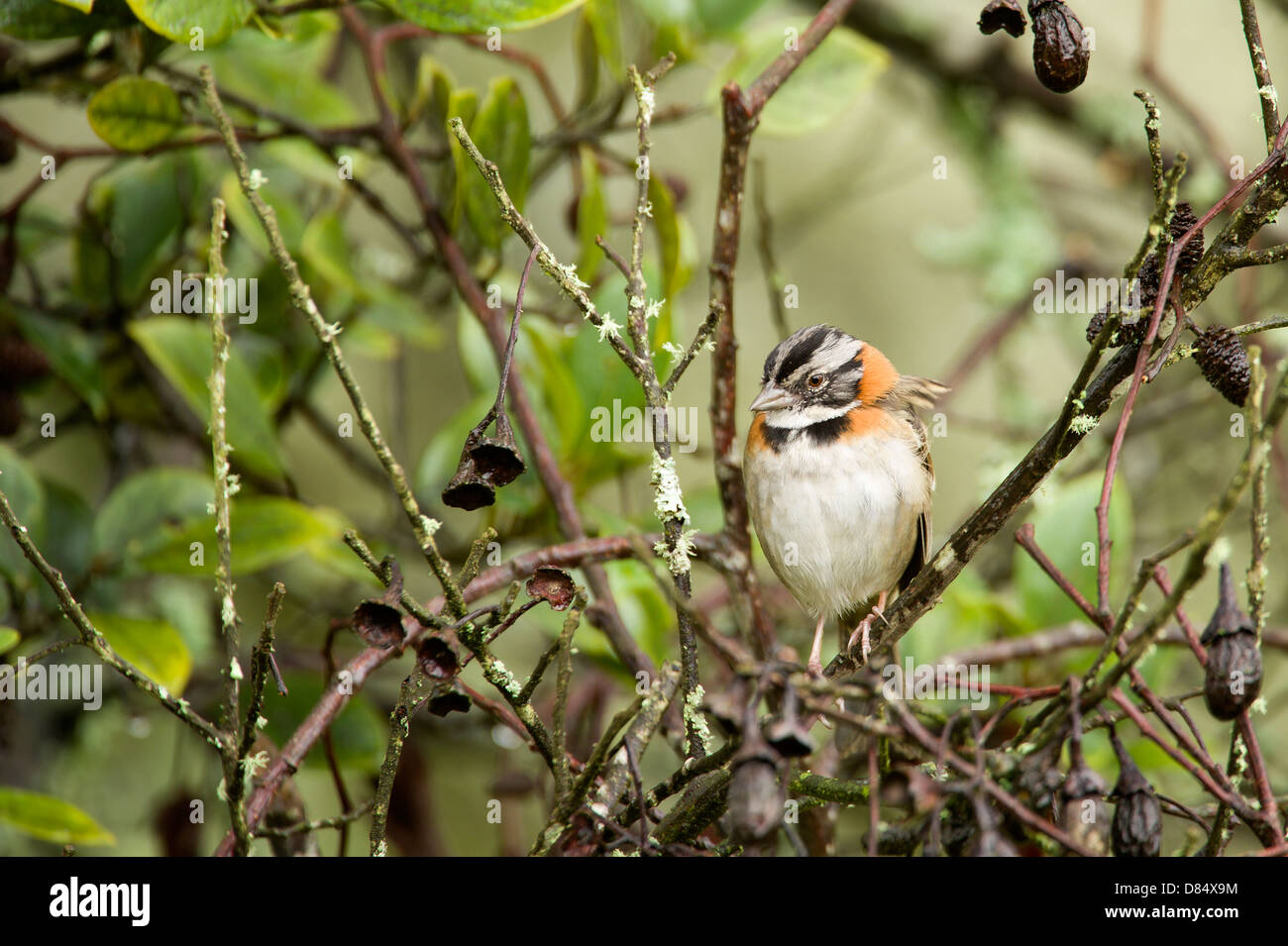 Rufous-Passero a collare appollaiato su un ramo in Costa Rica, America Centrale Foto Stock