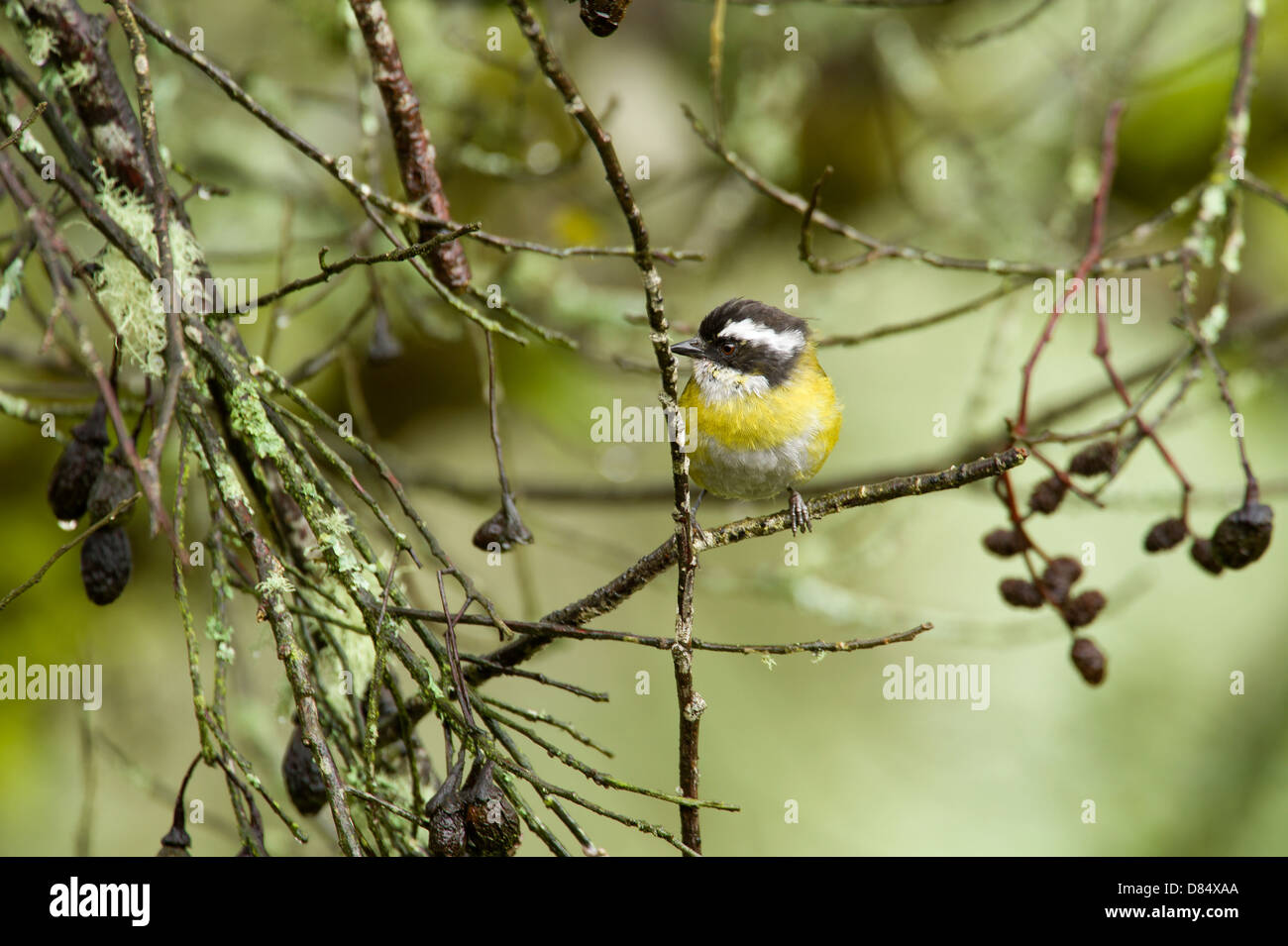 Fuligginosa-capped Bush Tanager appollaiato su un tronco in Costa Rica, America Centrale Foto Stock