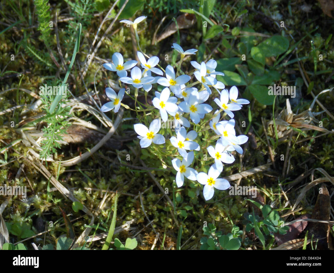 Gruppo di fiori selvatici nel nordest Ohio Foto Stock