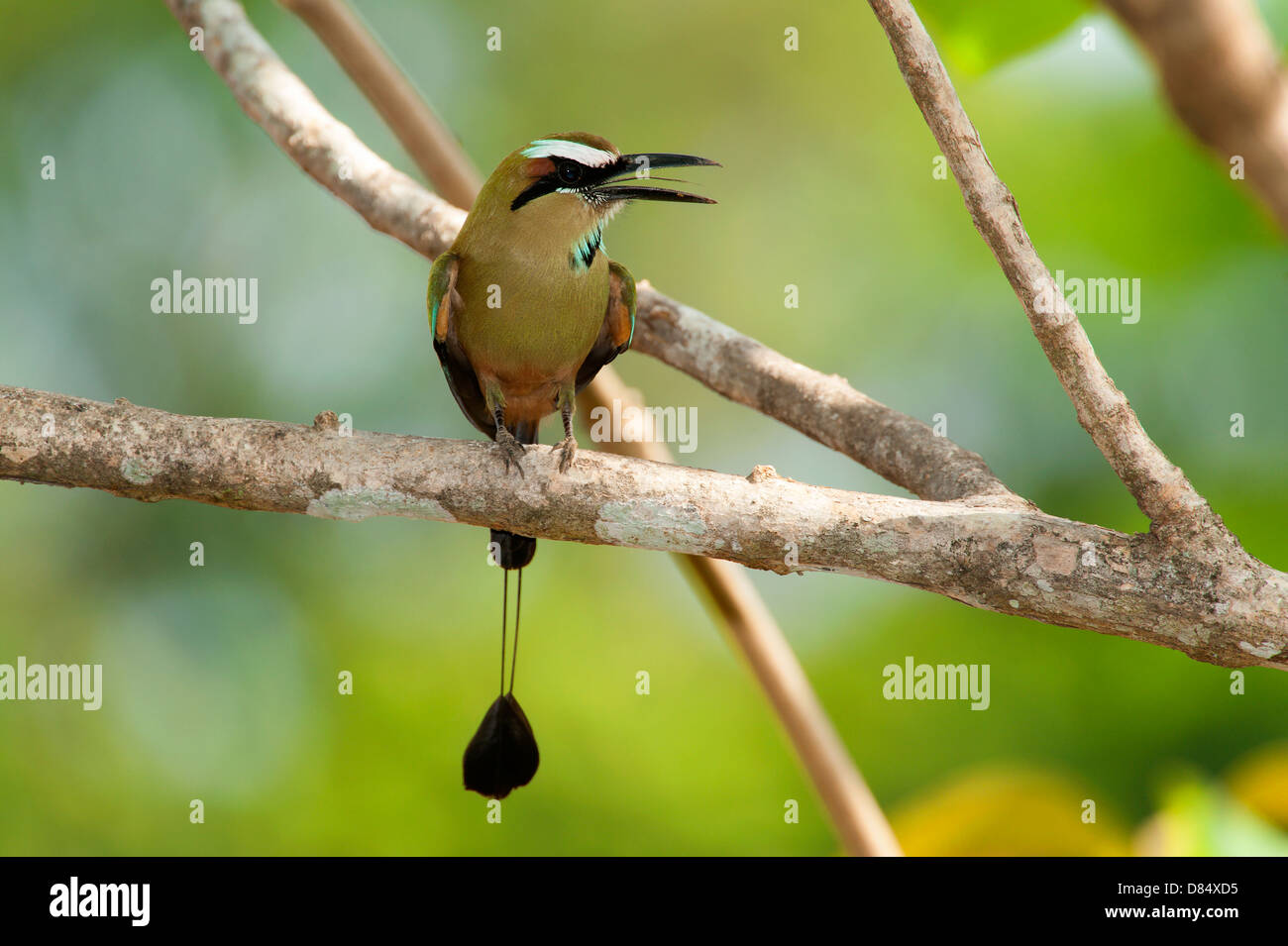 Turchese-browed Motmot appollaiato su un ramo in Costa Rica, America Centrale Foto Stock