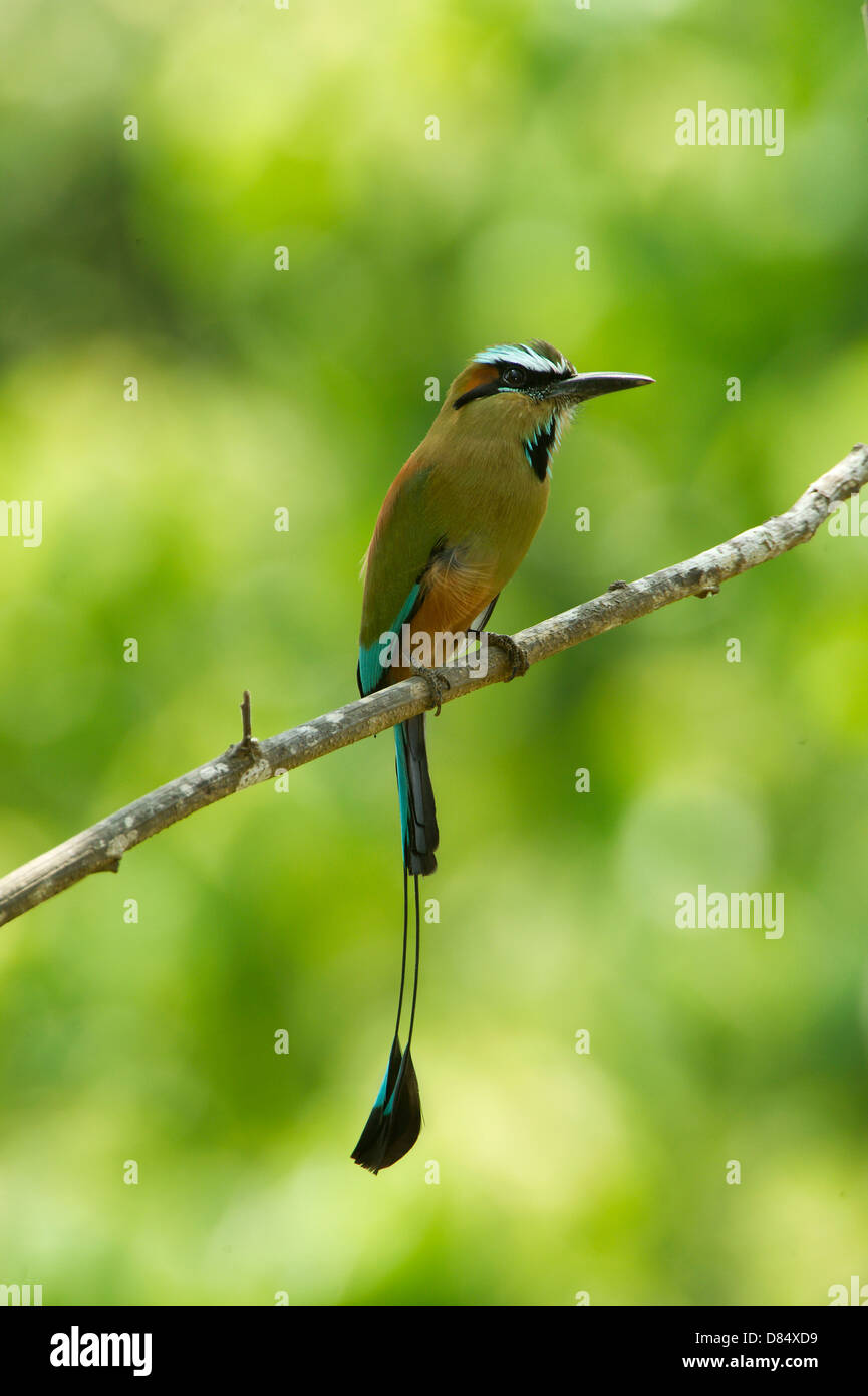 Turchese-browed Motmot appollaiato su un ramo in Costa Rica, America Centrale Foto Stock