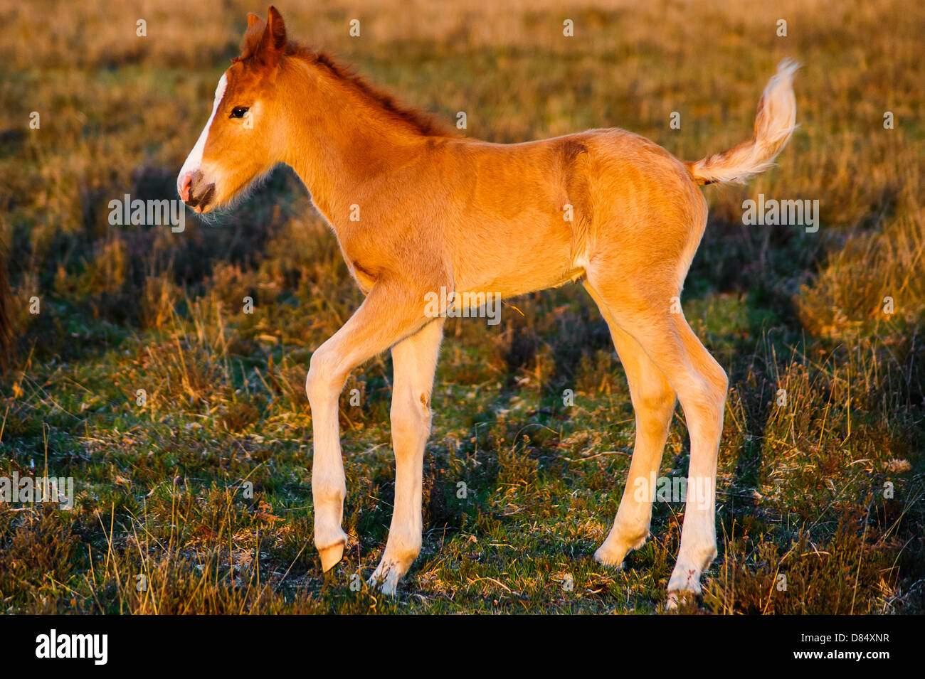 La New Forest pony è uno dei riconosciuti di montagna e la brughiera o nativa di razze di pony delle Isole Britanniche. Foto Stock