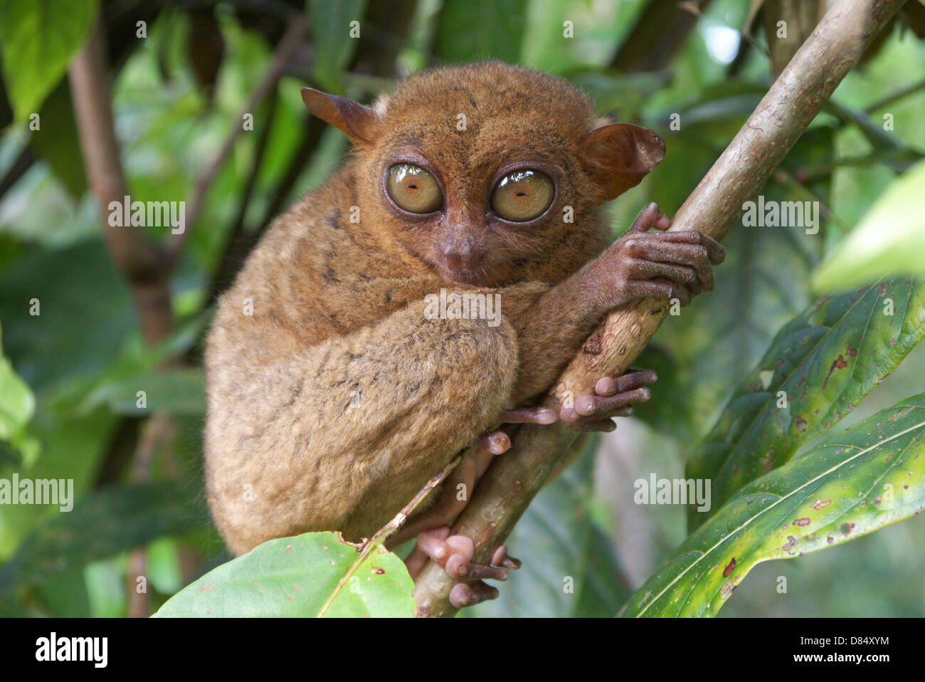 Philippine tarsier in Bohol. Foto Stock