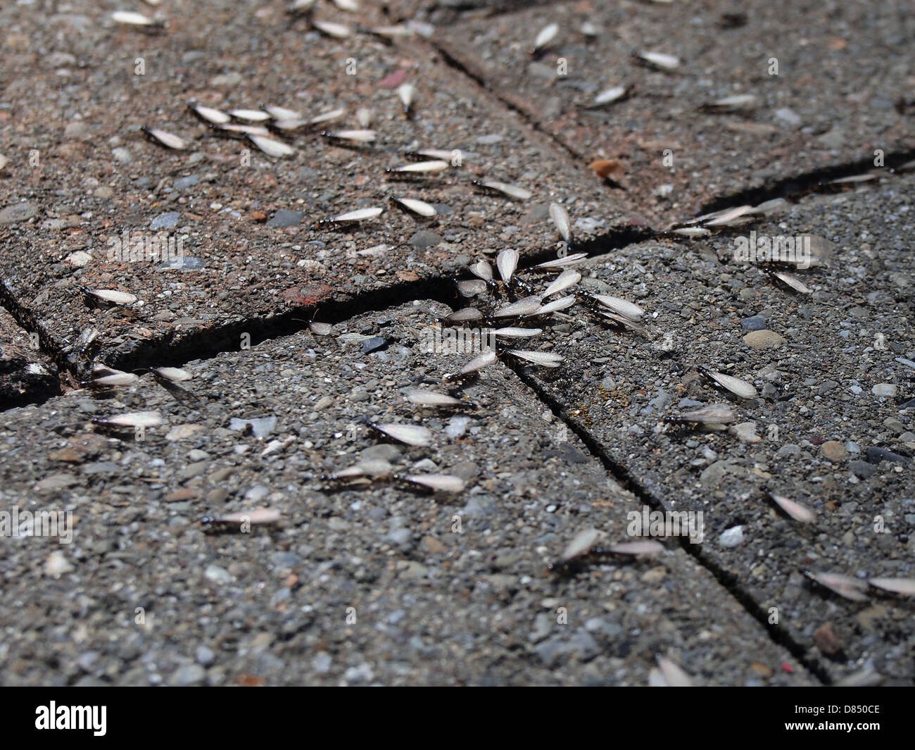 Winged termiti sciamare su un marciapiede, STATI UNITI D'AMERICA, 7 maggio, 2013, © Katharine Andriotis Foto Stock