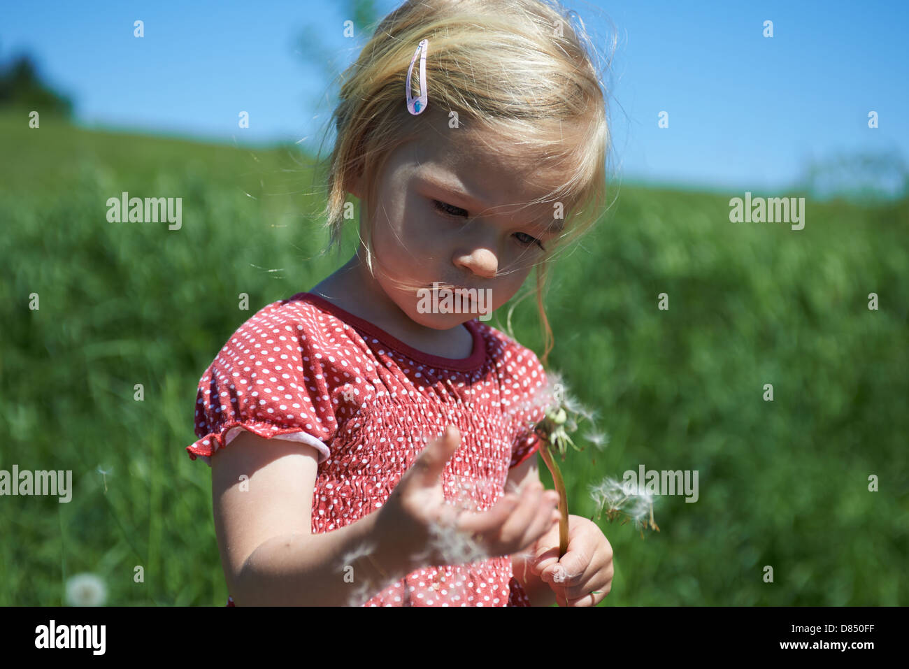 Bambino ragazza bionda che soffia su un orologio di tarassaco, prato estivo Foto Stock