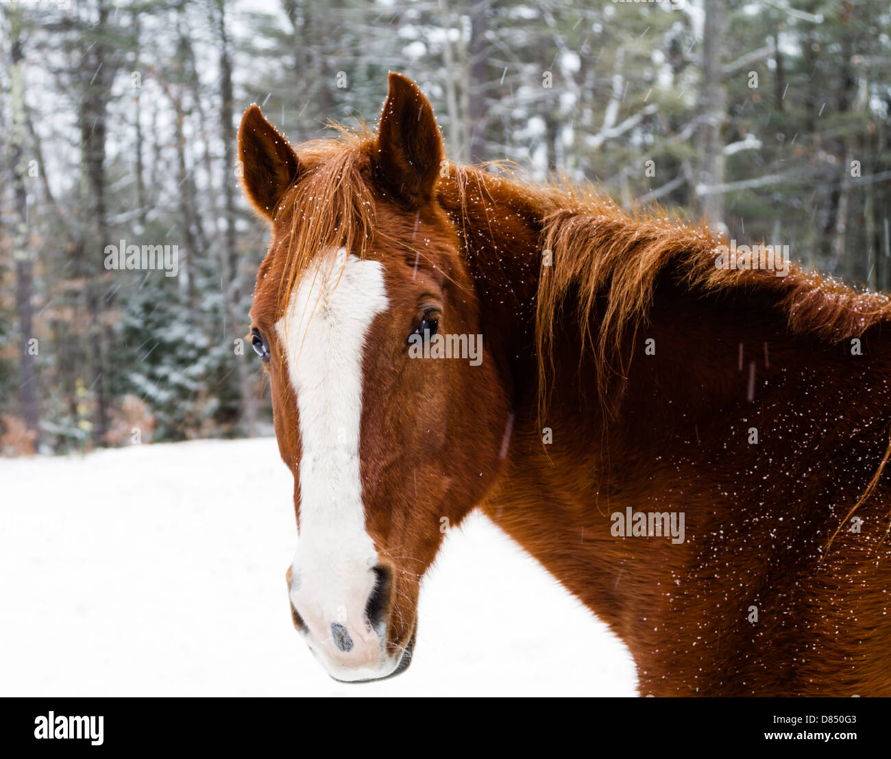 La neve cade su un bel cavallo marrone. Foto Stock