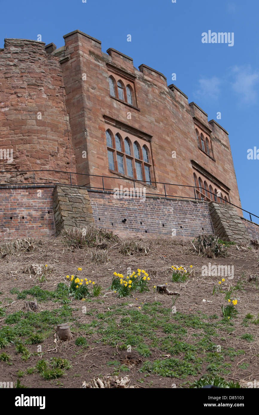 Guardando il Castello di Tamworth dalla base di LA MOTTE. La molla narcisi che cresce in primo piano. Foto Stock