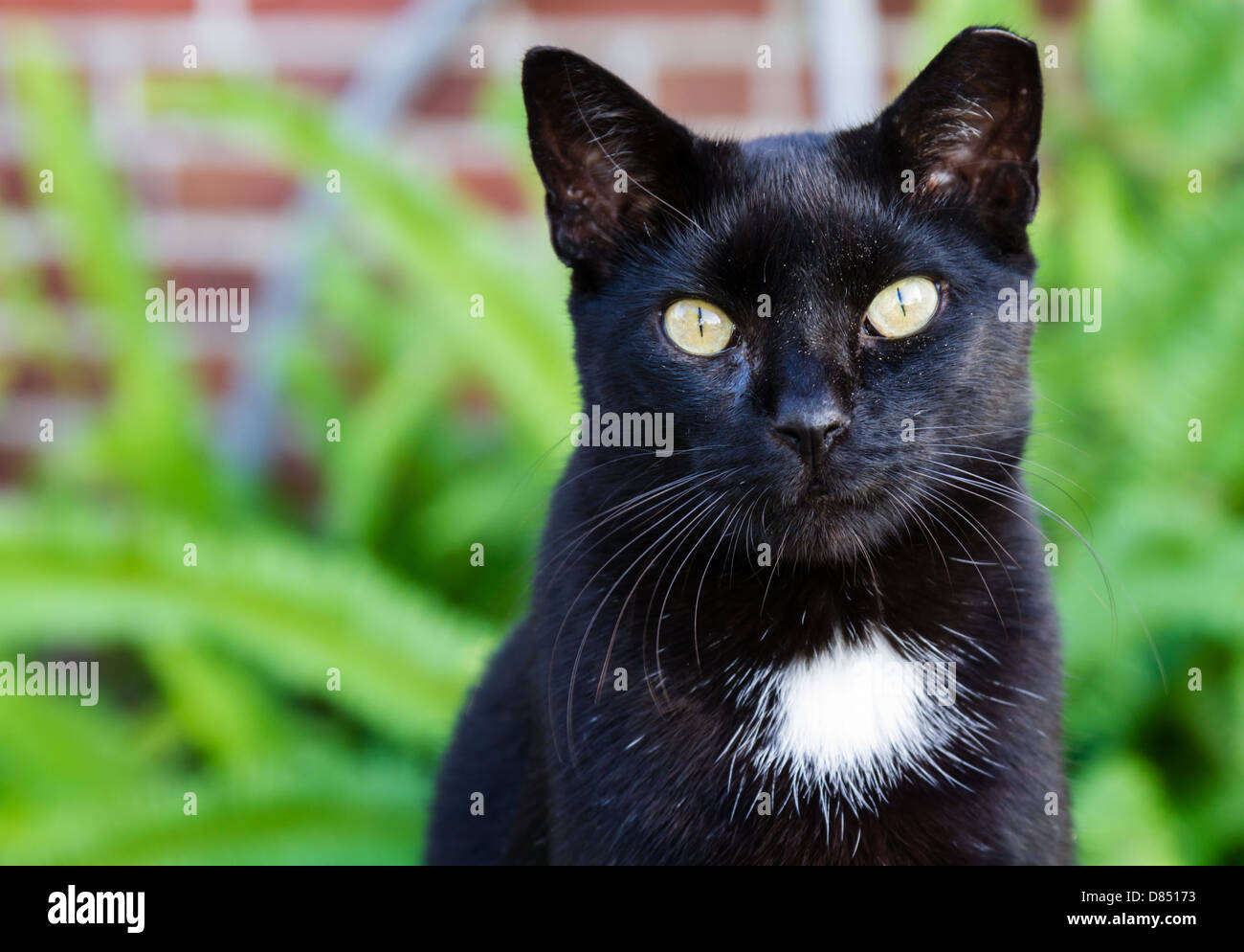 Un gatto nero con una macchia bianca e colpire gli occhi gialli. Foto Stock