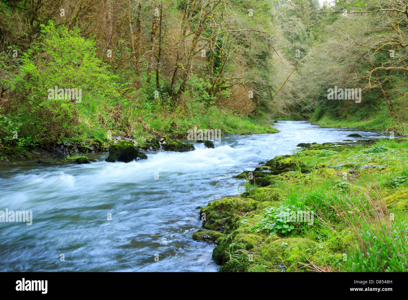 41,378.08473 molla bellissimo paesaggio del fiume Nestucca, con bassa e un ampio angolo di vista di rapids che fluisce attraverso una foresta di erba moss Foto Stock