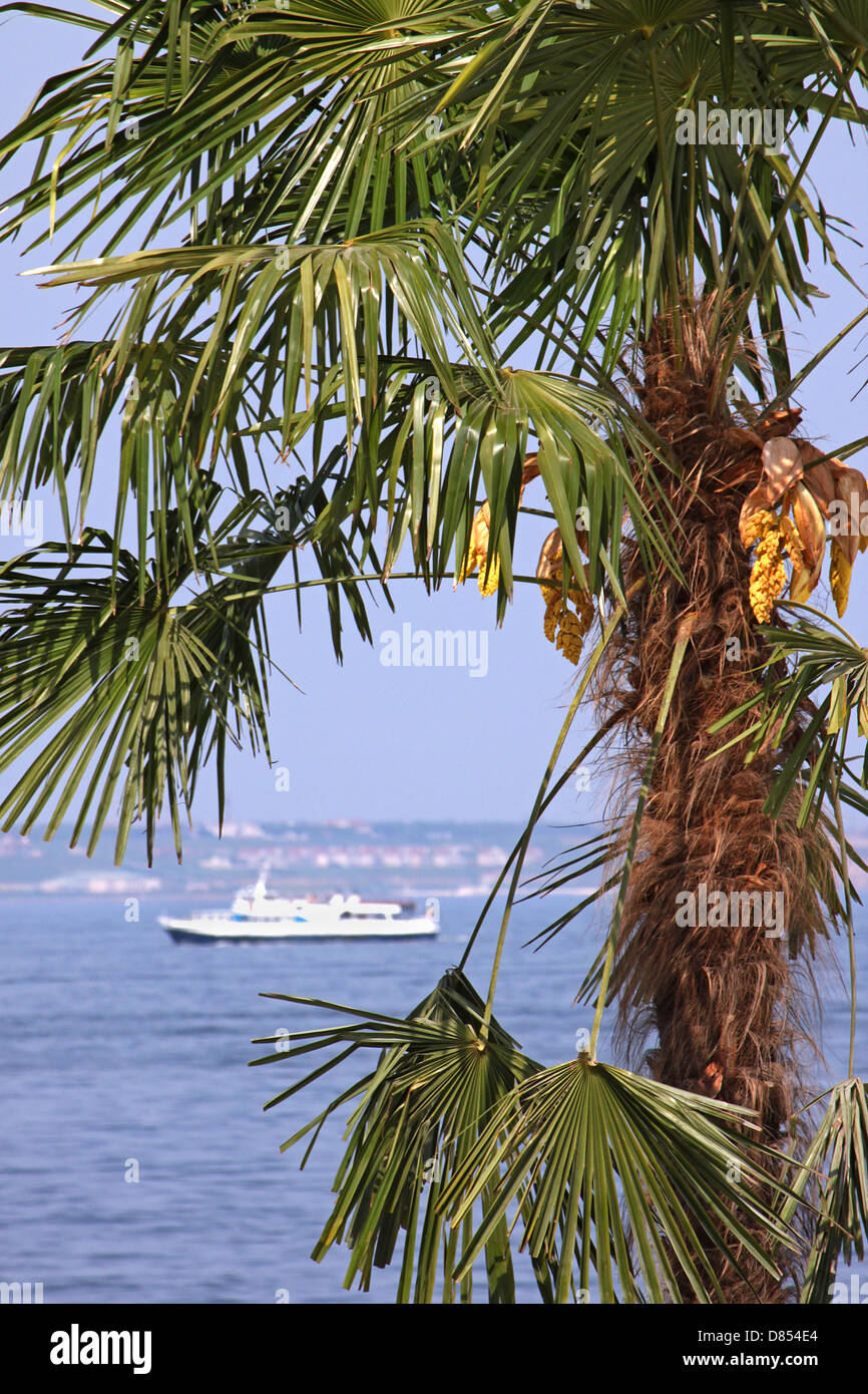Close up Palm tree sulla costa Foto Stock