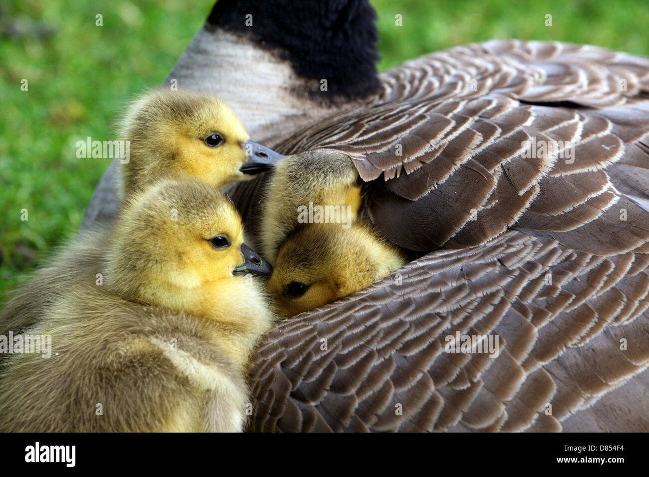 41,411.00102 quattro Canada Goose goslings mettetevi comodi sotto madre di ala. Foto Stock