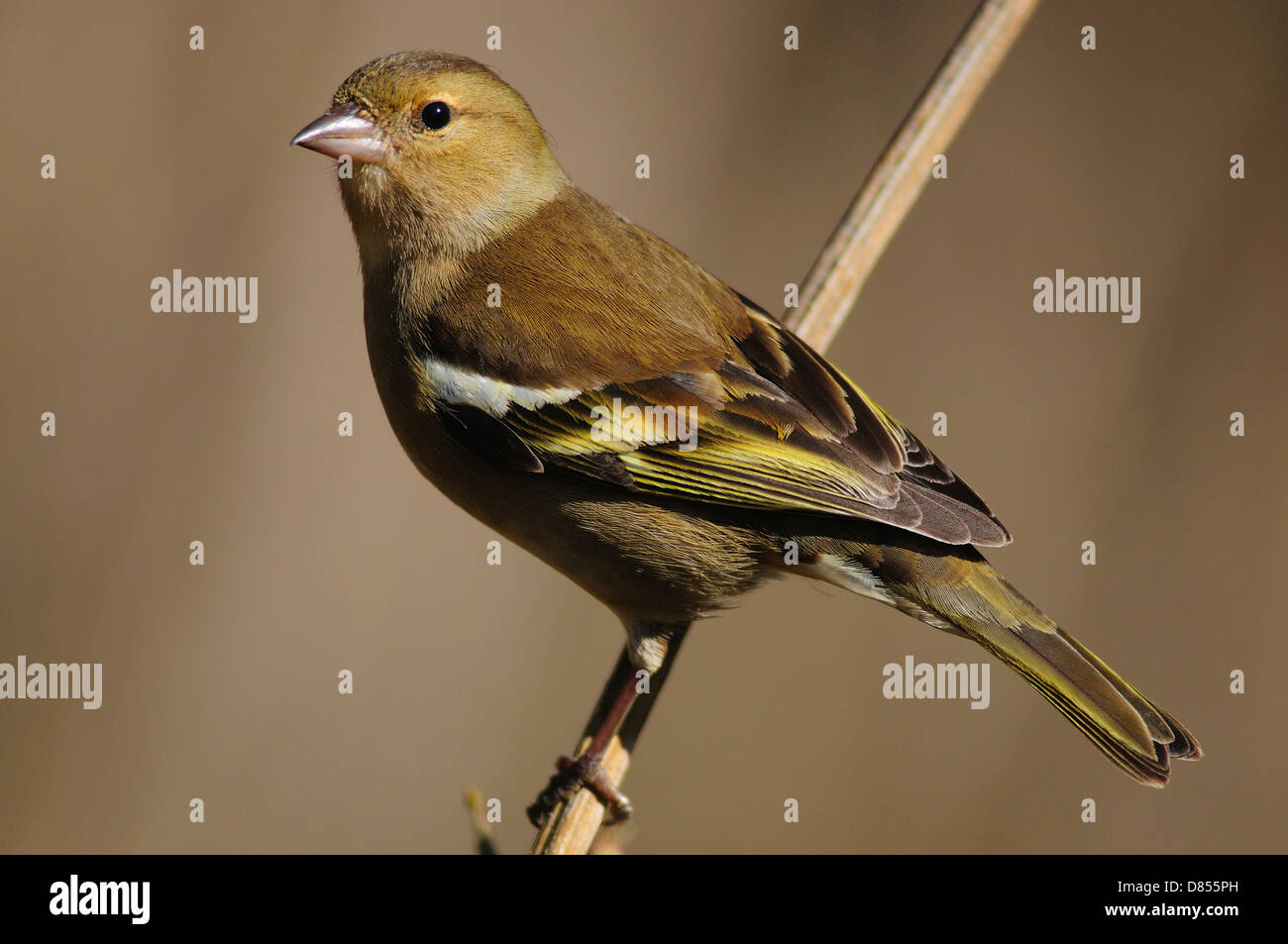 Una femmina di fringuello Foto Stock