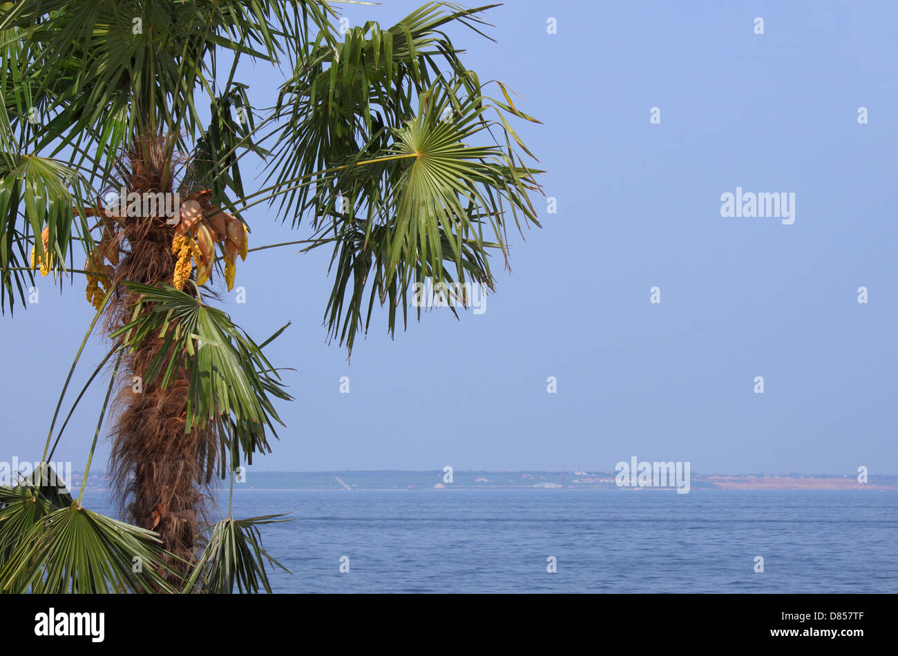 Close up Palm tree al mare Foto Stock