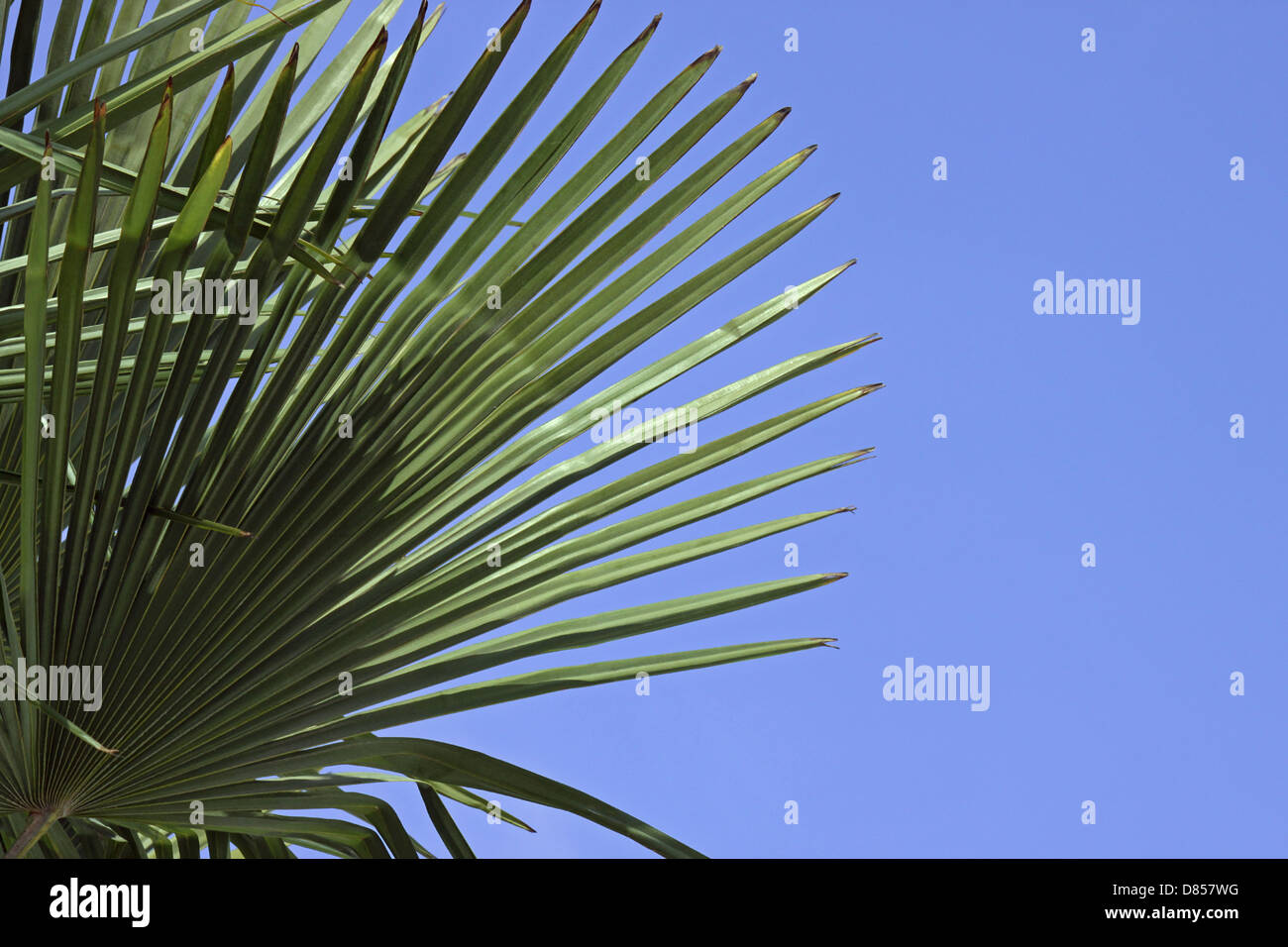 Primo piano di foglie di palma Foto Stock