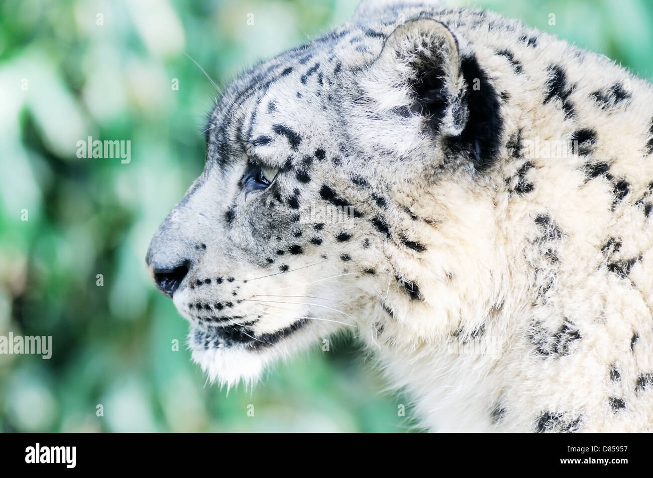 Primo piano di snow leopard per viso e testa con dettagli in pelliccia Foto Stock