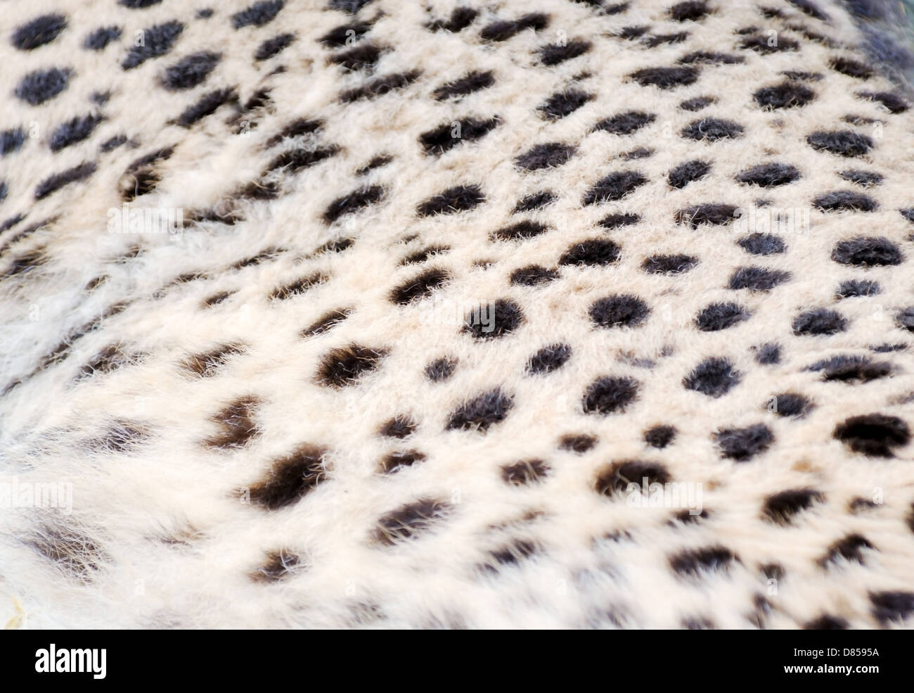 Primo piano della pelliccia di ghepardo per texture di sfondo Foto stock -  Alamy